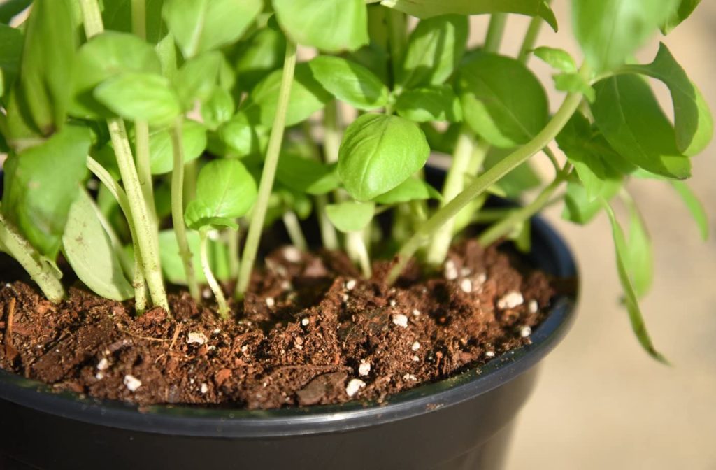 Best Potting Soil for Tomatoes Juicy & Healthy Tomatoes Guaranteed