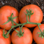 Potting Soil for Tomatoes