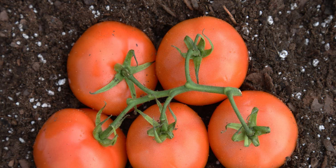 Potting Soil for Tomatoes