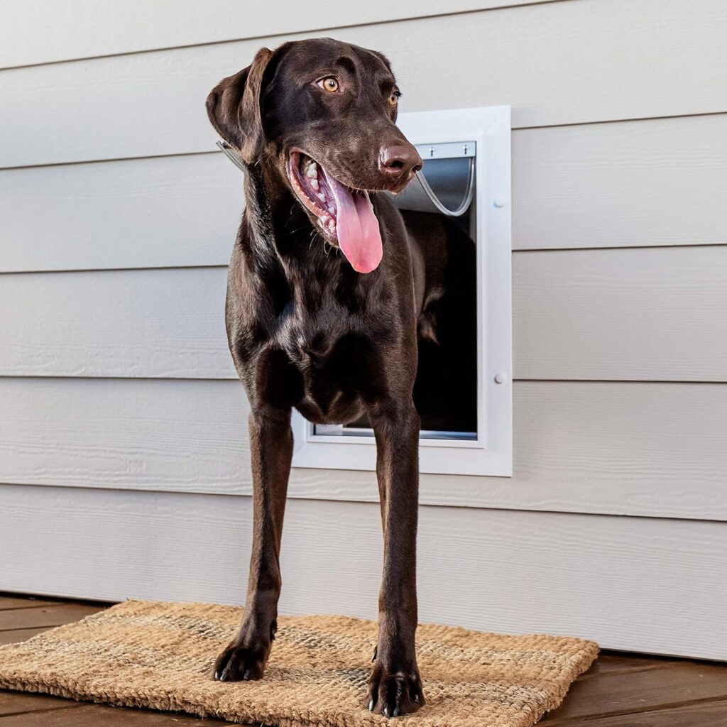 Pet door for wall